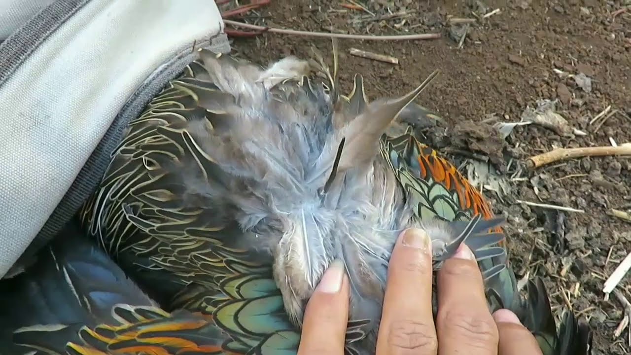 Berburu Burung Hitam By Hunter Gendenkk Official