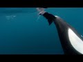 Orcas caught slapping stingray with tail