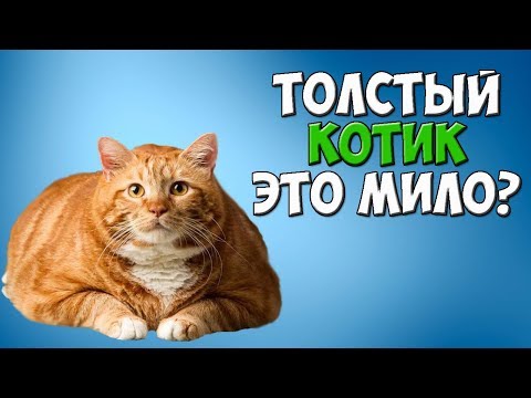 Проблемы у кошек. Ожирение и диеты!