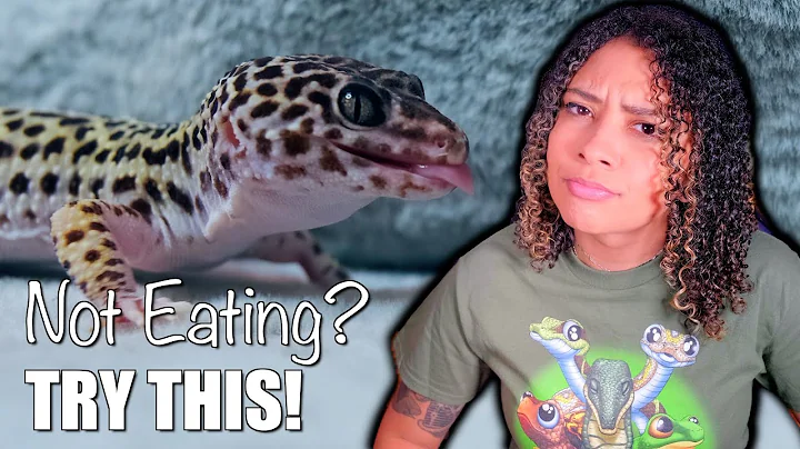 Leopard Gecko NOT Eating? | Helpful Tips