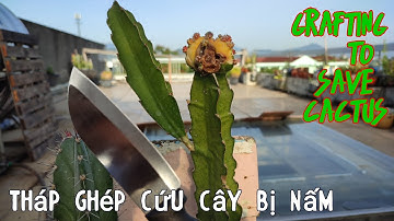 How to save your rotting cactus|Grafting to save cactus - Cứu cây bị Nấm