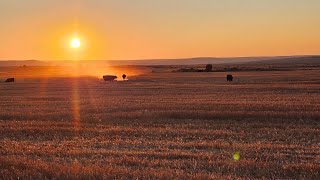 Important Grain Update, 8.6.25