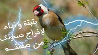 بتبتة و نداء الحسون | فعالة في تحفيز حسونك على التغريد