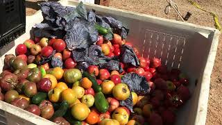 Severe Weather Impacts: South Arkansas Fruits and Vegetables