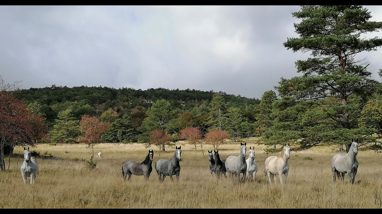Discover the Majestic Lipizzaner Horses @jjlipizzans