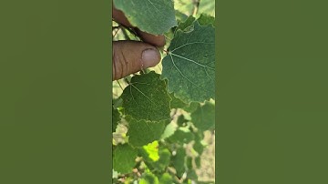 How To Identify - Trembling Aspen