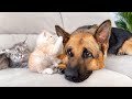 Amazing Friendship Between German Shepherd and Kittens