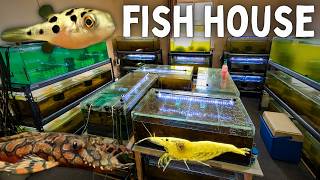Inside the Fish House of a Master Breeder