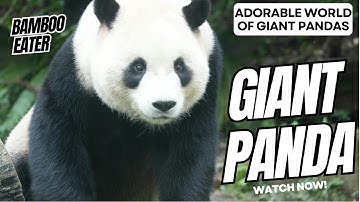 The Adorable World of Giant Pandas