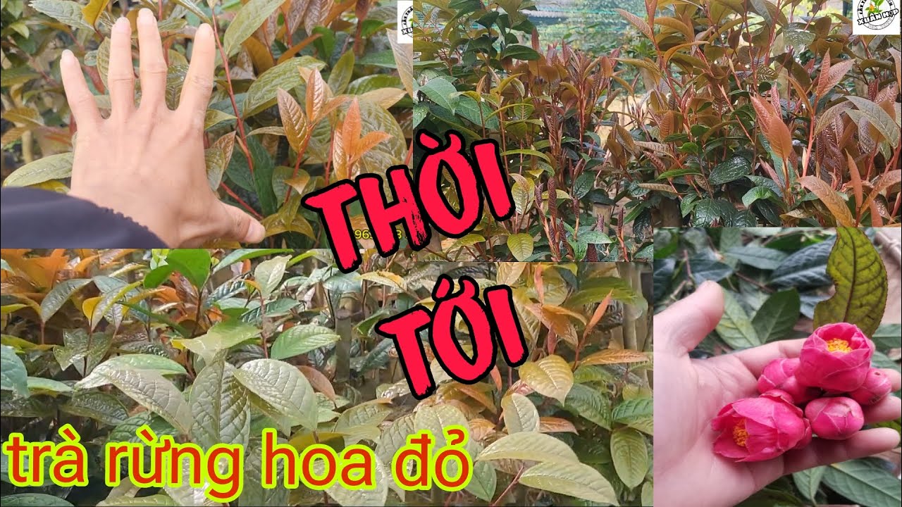 Trà rừng dược liệu hoa đỏ đâm lộc năm 2024