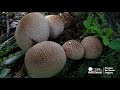 Capture de la vidéo Gem Studded Puffballs