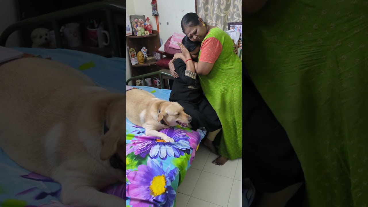 GO AWAY !!! #short2024 #wife #daughter #lab #labrador #lablove #lablovers #jealous #short #love