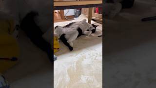 寝ているので、笑わないでください