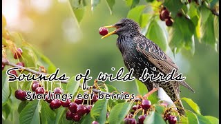 Natural White Noise: Starlings Eating Cherries with Calming Birdsong for Relaxation and Sleep