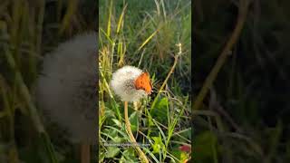 Borboleta-maracujá-silvestre (Agraulis vanillae) 🔴 #shorts