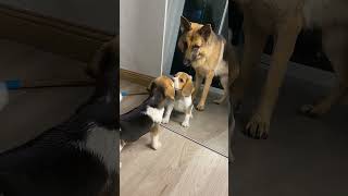When Dogs Discover “That Other Dog” 😂 | Mirror Confusion And Viral Pet Moments