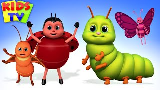 bugs bugs bugs song insect song creepy crawly bugs from kids tv
