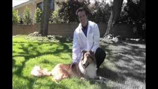 Can Dogs See in Color?