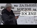 На дальний кордон за лосями