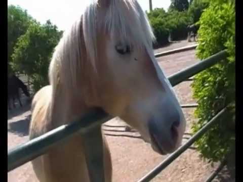 Esel Deckt Pferd Video