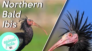 Northern Bald Ibis • All You Need To Know About This Bird