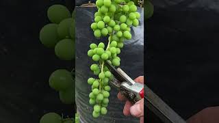 Grapes in Containers #containergardening #grapegrowing #growyourownfood