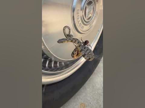 Guy catches black widow eating a snake!?π·π±π #shorts #animals #snakes #