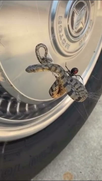Guy catches black widow eating a snake!?π·π±π #shorts #animals #snakes #