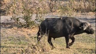 video 20250901 075838