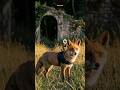 He found the secret vault🐝🤯!#hiddenhistory #adventure#fox