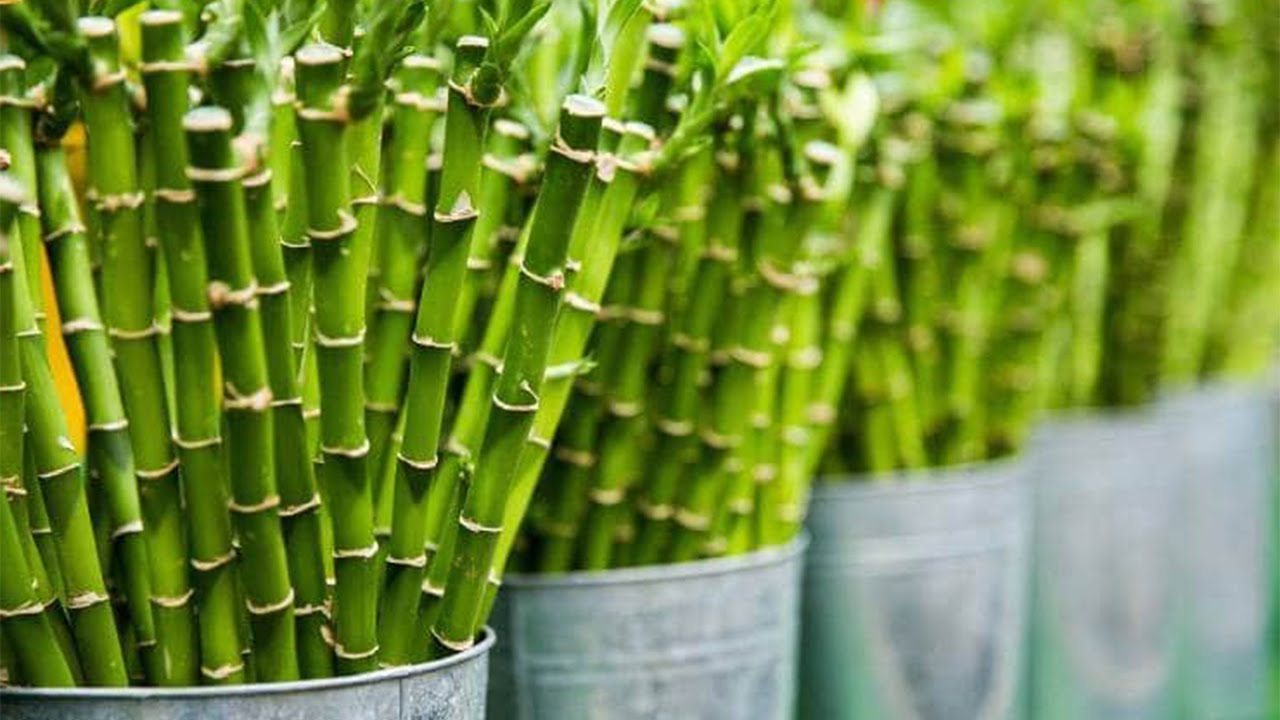 علاج إصفرار وموت نبات البامبو عصا موسي