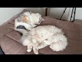 エアコンが効いた部屋より暑い部屋でまったりとする猫たち