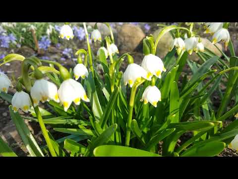 Video: Pavasara Balts Zieds (lat. Leucojum Vernum)