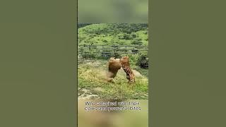 Lion vs Tiger π
#lion #animal #animalworld