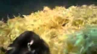 MOV00038.3gp