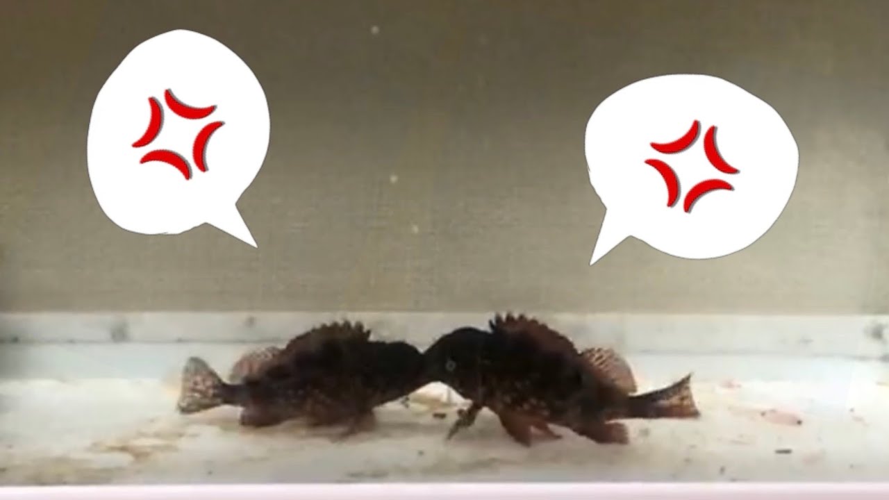 カサゴ飼育 ケンカ勃発 アラカブ ガシラ 捕食 穴釣りなどに Youtube カサゴ飼育 ケンカ勃発 アラカブ ガシラ 捕食 穴釣りなどに Youtube
