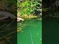 Mancing Casting Ikan Lele Monster Di Rawa Dengan Tehnik Zig Zag Fish Mancing Shorts Angler Mancing Casting Ikan Lele Monster Di Rawa Dengan Tehnik Zig Zag Fish Mancing Shorts Angler