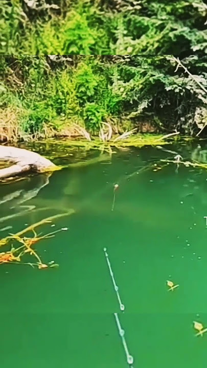 Mancing Casting Ikan Lele Monster di Rawa dengan tehnik zig zag #fish #mancing #shorts #angler