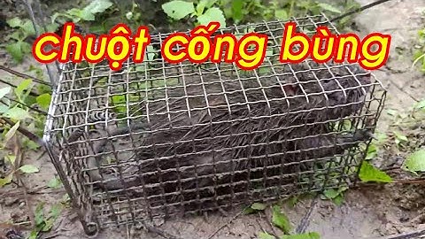 bẫy chuột cống nhum khổng lồ theo cách người xưa dính con chuột to quá...
