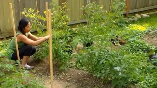 How to Stake Tomatoes - Pruning Tomatoes - Florida Weave