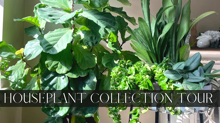 NEW Houseplant Collection Tour Spring 2022