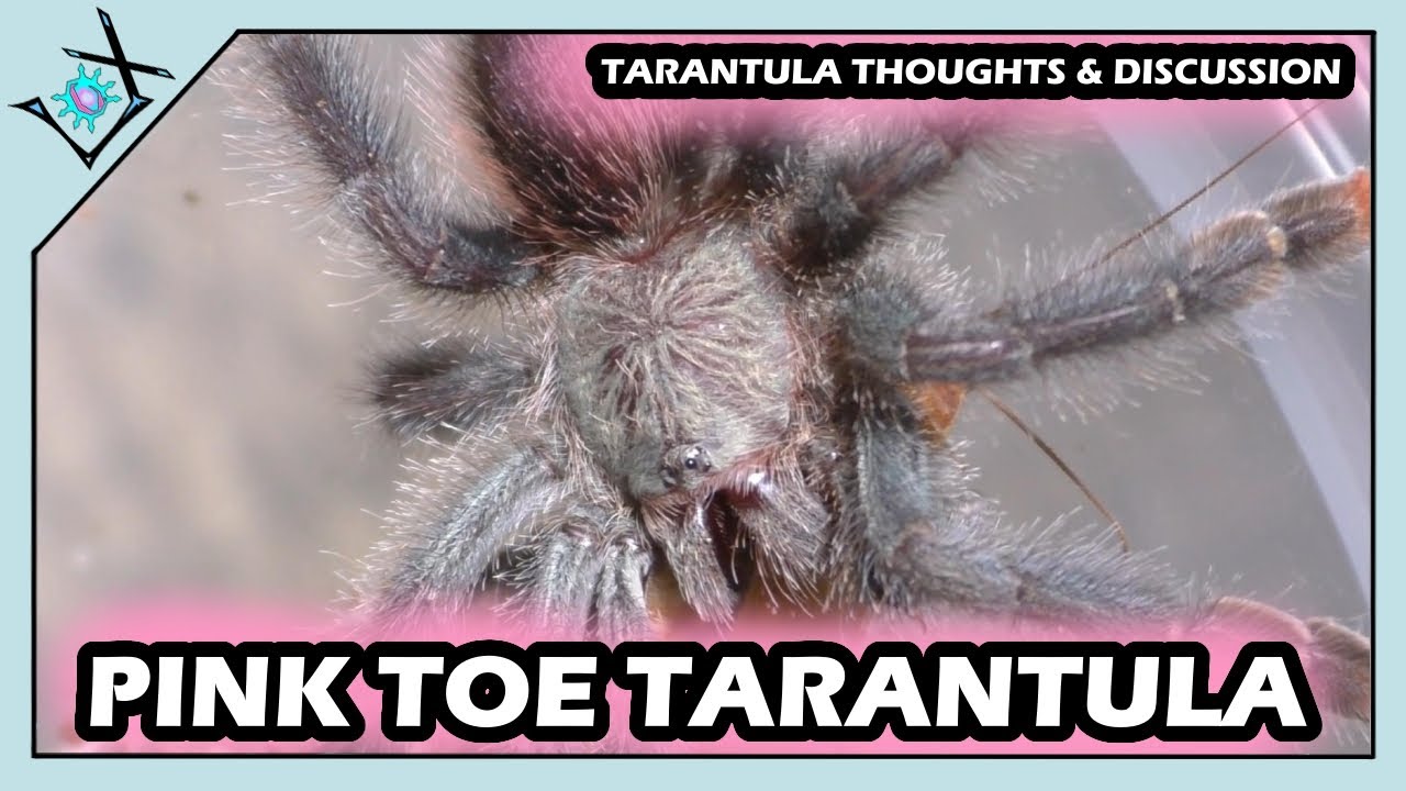 The COMMON Pink Toe Tarantula | Avicularia avicularia Thoughts【Tarantula Discussion】
