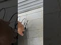 🔥 Weber Searwood First Burn-In / Initial Firing Instructions: 🔥