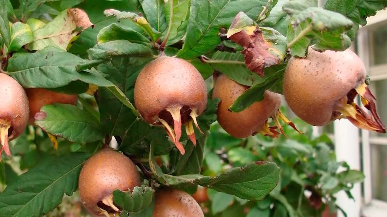 Мугæ I Кæрдæг