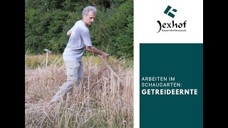 Arbeit Im Schaugarten Getreideernte