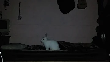 ¿Qué hacen los conejitos por la noche?