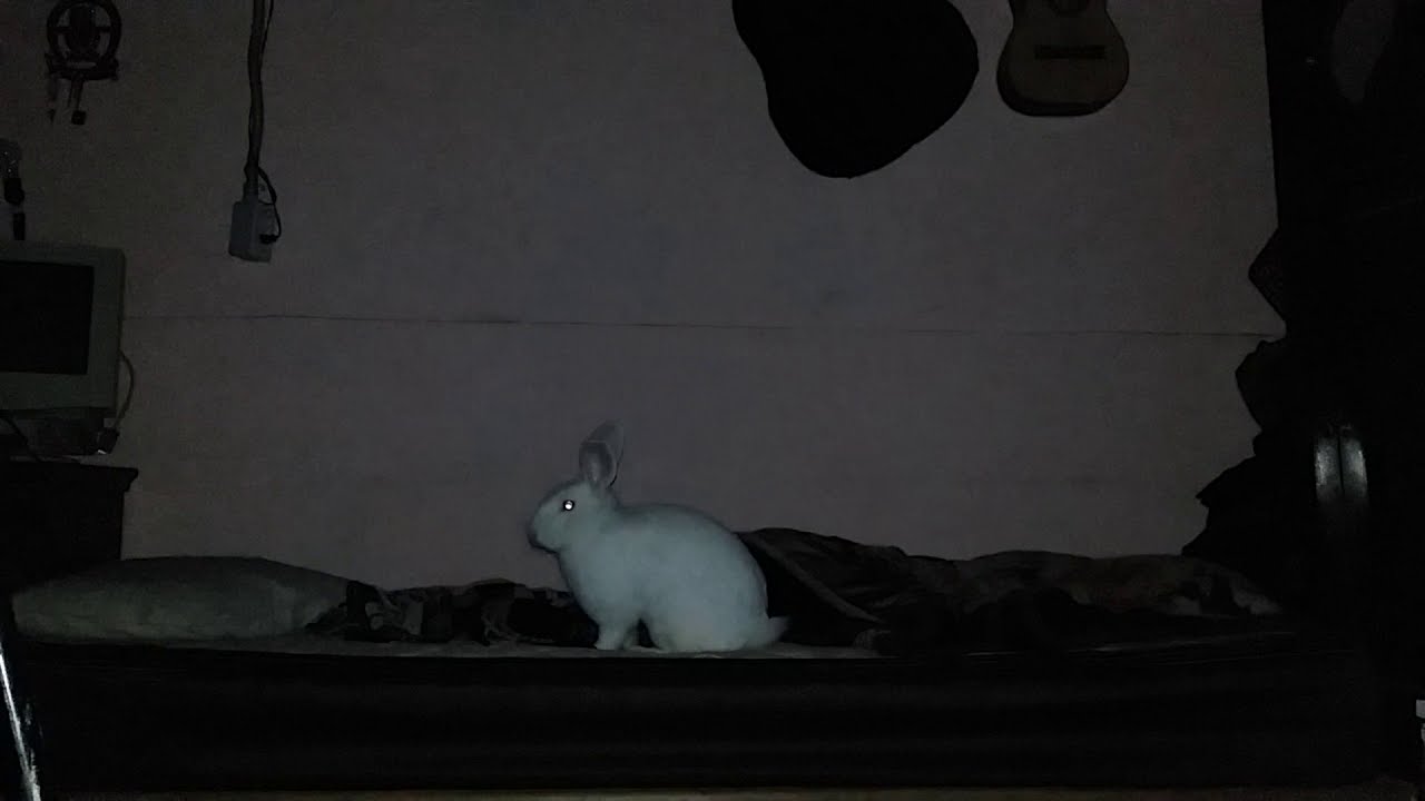 Esto hacen los conejos durante la noche... - YouTube