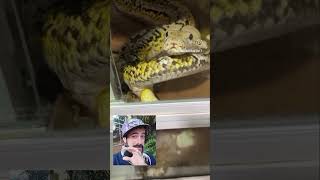 Como Uma Cobra Faz Xixi???