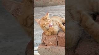 Bela raani ko dekho keise apne aapko saaf kar rhi hai#bela#viralshort#kitten
