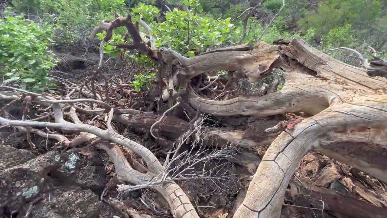 Waikōloa Dry Forest, Relict Habitat & Restoration Area on Hawai'i Island